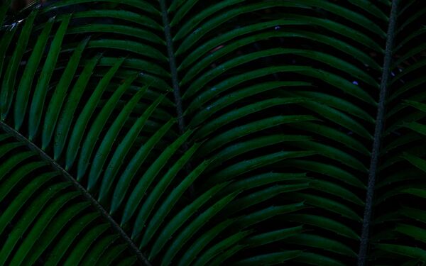 Hojas tropicales de color verde intenso con luz suave